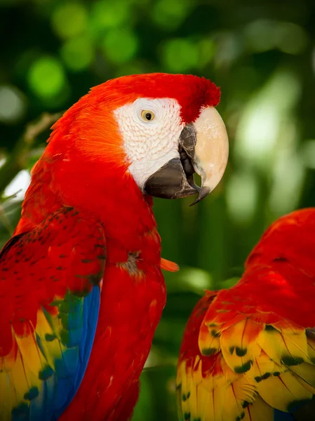 Retrato de coloridos loros guacamayos escarlata — Foto de Stock