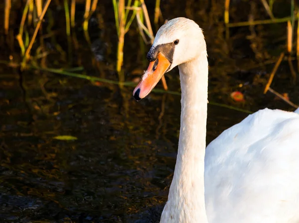 Floating swan — Stock Photo, Image