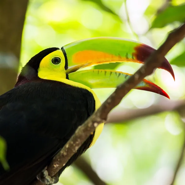 Retrato de pássaro tucano de bico quilha — Fotografia de Stock