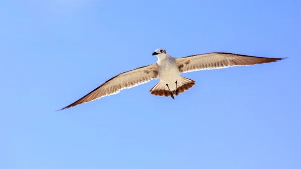 Seagull on blue sky — Stock Photo, Image