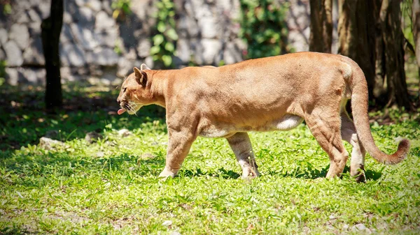 Divoká Puma — Stock fotografie