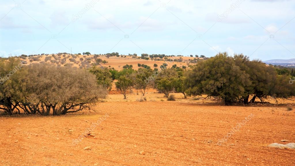 Moroccan landscape