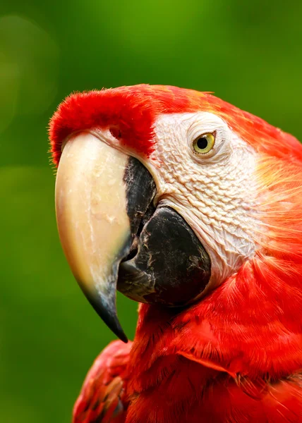 Retrato de papagaio de arara escarlate colorido — Fotografia de Stock