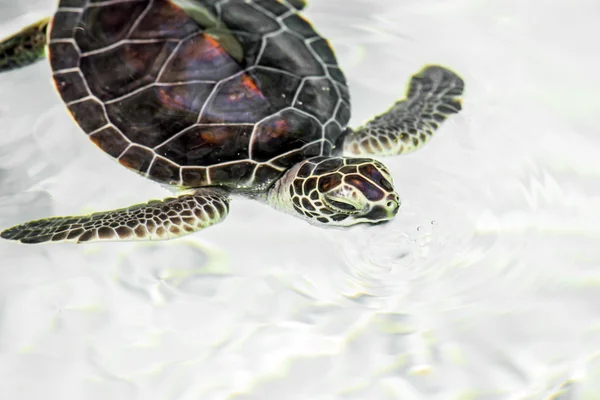 Cute endangered baby turtle — Stock Photo, Image