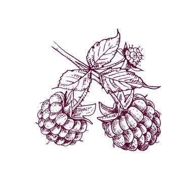 Bir dala el çizimi ahududu. Beyaz arkaplanda izole edilmiş geçmişe dönük illüstrasyon.