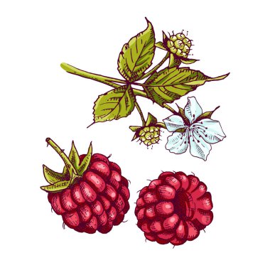 Renkli ahududu meyveleri ve yapraklı ve çiçekli bir dal. Beyaz arkaplanda izole edilmiş geçmişe dönük illüstrasyon.