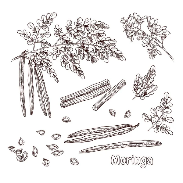 Handritad Moringa Gren Blad Blommor Och Frön Vektor Illustration Retro — Stock vektor