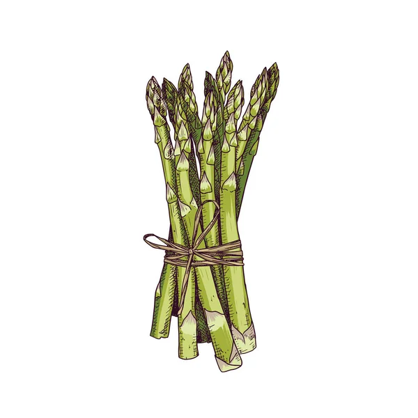 Colorful Hand Drawn Bunch Asparagus Vector Illustration Isolated White Background — Stock Vector