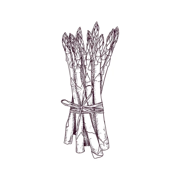 Рука Намальована Купою Спаржі Векторні Ілюстрації Ізольовані Білому Тлі — стоковий вектор