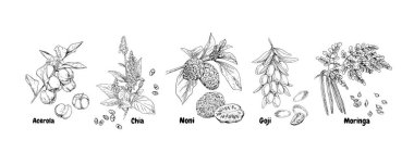 El yapımı süper gıda bitkileri - acerola, chia, noni, goji ve moringa. Beyaz arkaplanda izole edilmiş retro biçim vektör çizimi.