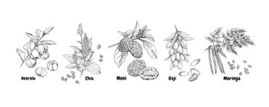 Hand drawn superfood plants - acerola, chia, noni, goji and moringa. Vector sketch in retro style isolated on white background. clipart