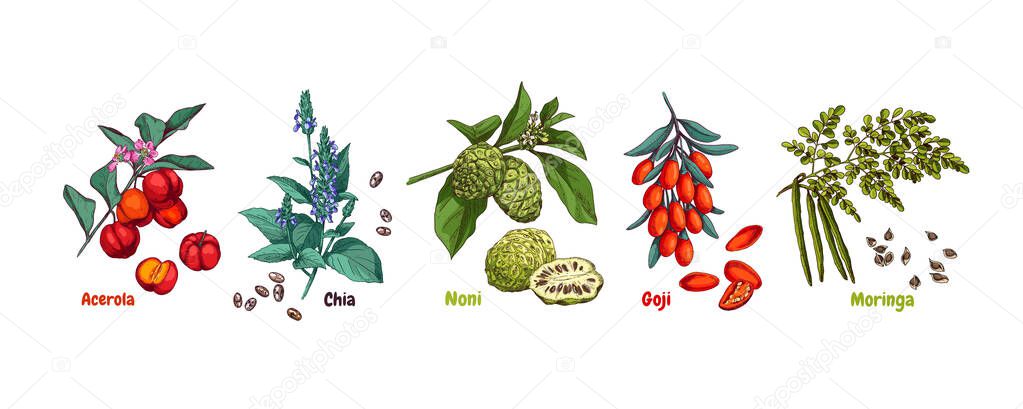 Hand drawn superfood plants - acerola, chia, noni, goji and moringa. Vector sketch in retro style isolated on white background.