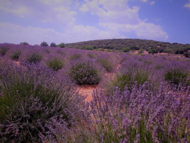 Türkiye lavanta tarlası Mor mavi gökyüzü