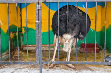 Devekuşu Hayvanat Bahçesi.