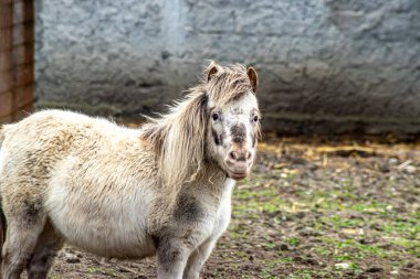 Tüylü bir midilli, çamurlu zeminde duruyor ve basit bir çiftlik ortamında kameraya bakıyor.