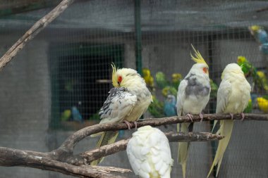Sarı ibikli ve desenli tüylü birkaç papağan ahşap levrek üzerinde huzur içinde dinleniyor.