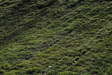 Sonbahar yaprağı ve ağaçlar toprak ve çimen parkı