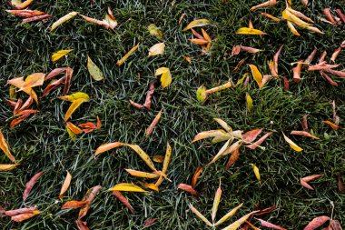 Sonbahar yaprağı ve ağaçlar toprak ve çimen parkı