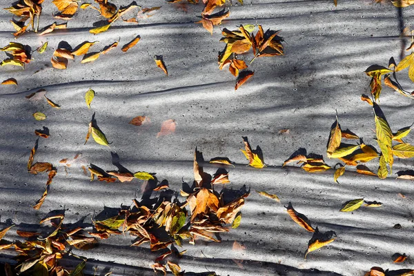 Herfstblad Bomen Bodem Gras — Stockfoto