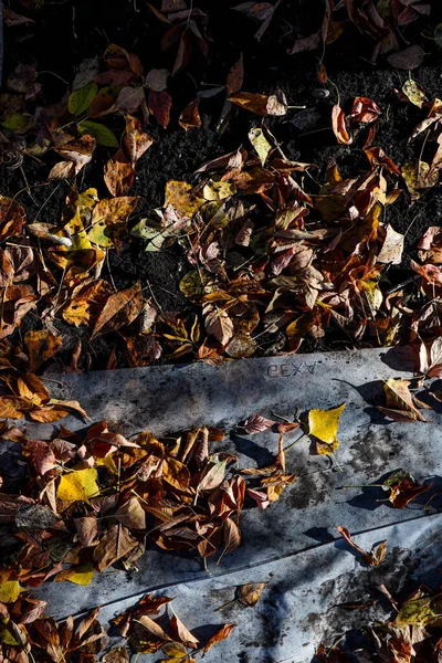 秋の葉と木の土と草 — ストック写真