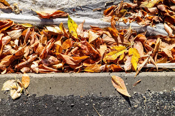 Otoño hoja y árboles suelo y césped césped parque — Foto de Stock