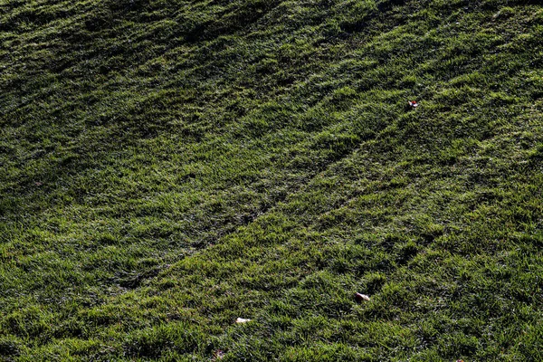 Sonbahar yaprağı ve ağaçlar toprak ve çimen parkı