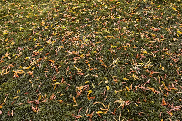Höstlöv och träd jord och gräs gräsmatta park — Stockfoto
