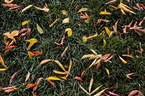 Sonbahar yaprağı ve ağaçlar toprak ve çimen parkı