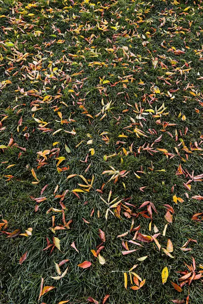 Otoño hoja y árboles suelo y césped césped parque — Foto de Stock