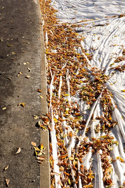 Otoño hoja y árboles suelo y césped césped parque — Foto de Stock