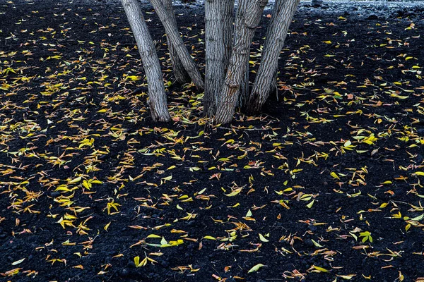 秋の葉や木の土壌や芝生公園 — ストック写真