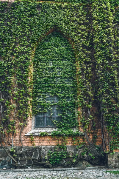 Wall covered with Ivy — Stock Photo, Image