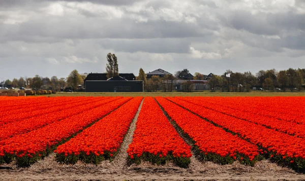 Red tulip field in Keukenhof — Stock Photo, Image