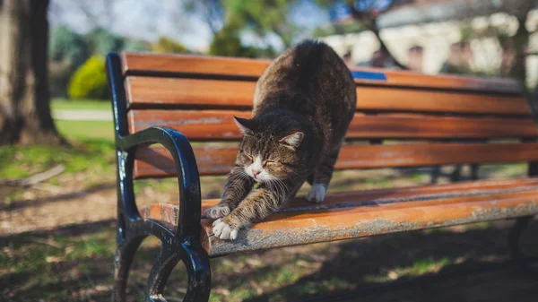 Кошка растягивается на скамейке — стоковое фото