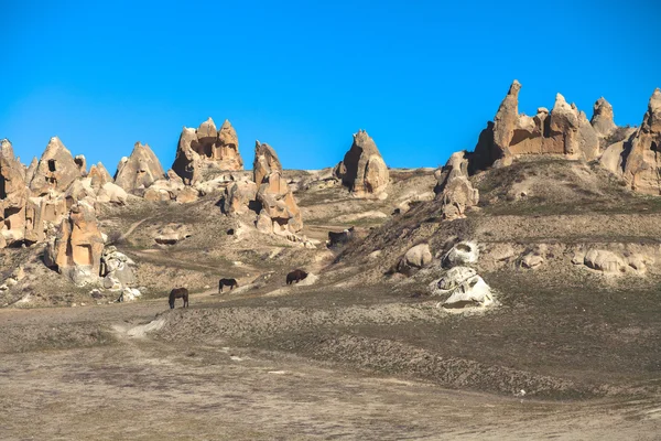 Pferde weiden im Goreme Nationalpark. — Stockfoto