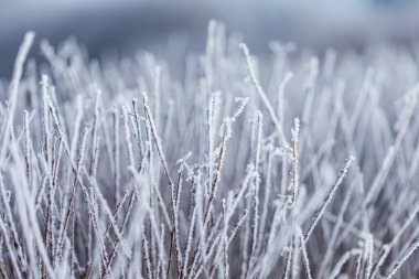 Kuru çimlerin üzerinde istifçi kışın kökleri