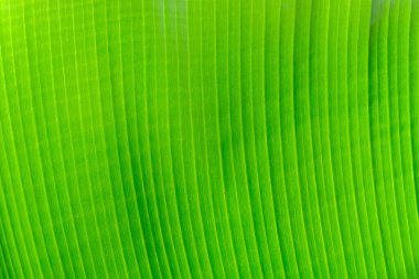 Taze yeşil muz yaprağı dokusu Tenerife, Kanarya Adası 'nda yakın plan