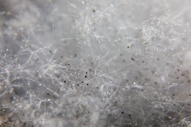 Renkli küf mantarı büyümesi makro yakın çekim dokusu