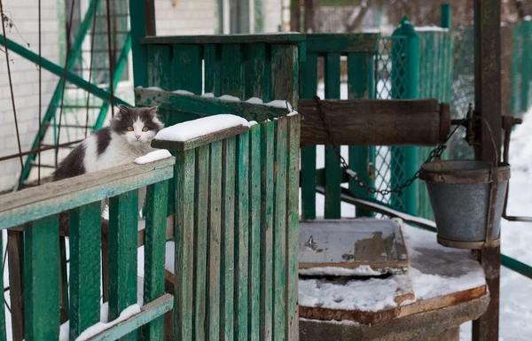 猫が柵の上に座って — ストック写真