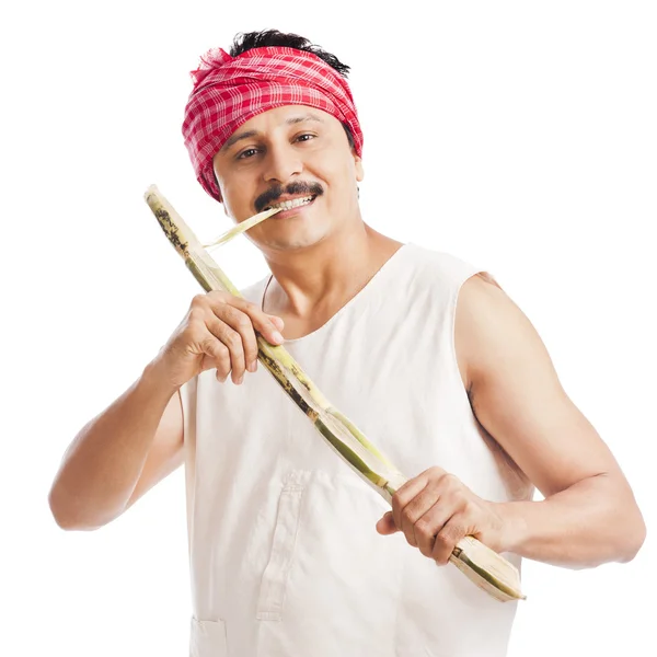 Portrait of a farmer eating sugar cane and smiling — Stock Photo, Image