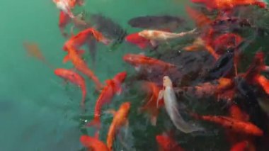 Bir balık sürüsü kadeh