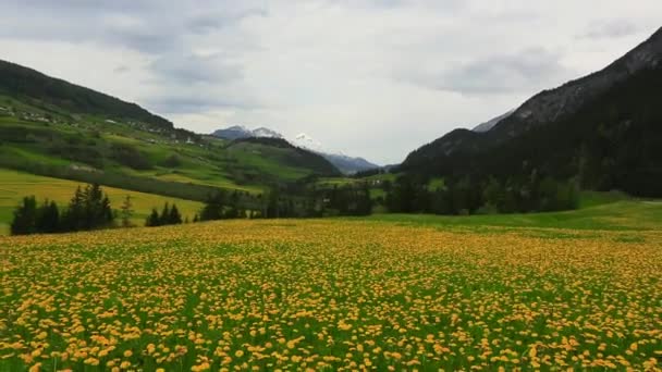 Campo de flores en St. Moritz — Vídeos de Stock