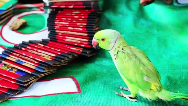 Image result for parrot fortune