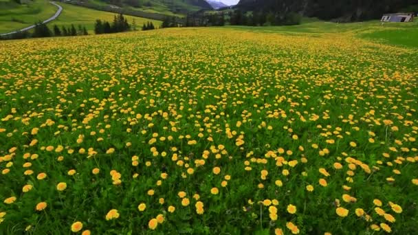 Bloem veld in St. Moritz — Stockvideo