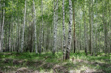 Güneşli bir bahar gününde parlak huş ağacı koruluğu.