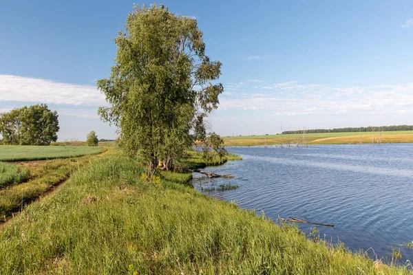 Aan Oever Van Het Meer Groeit Een Grote Wilgenboom Loopt — Stockfoto