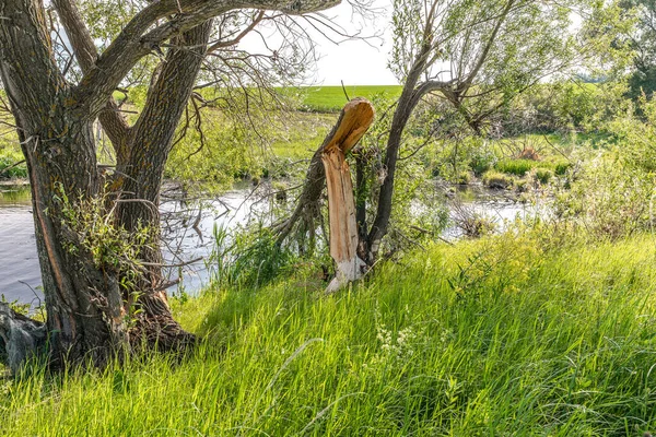 Uma Pequena Baía Coberta Lago Margem Qual Caiu Uma Árvore — Fotografia de Stock