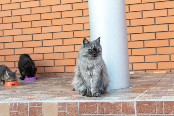 Big Beautiful Siberian Cat Ate Gave Way Two His Comrades — ストック写真