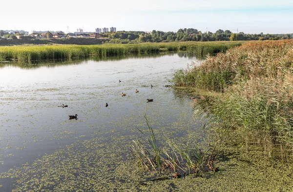 Patos Selvagens Voaram Para Lagoa Cidade — Fotografia de Stock