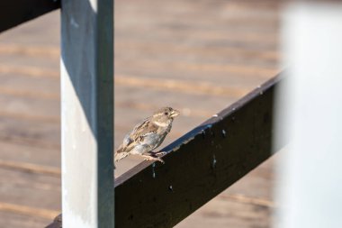 Bir serçe köprünün çitinde oturuyor.